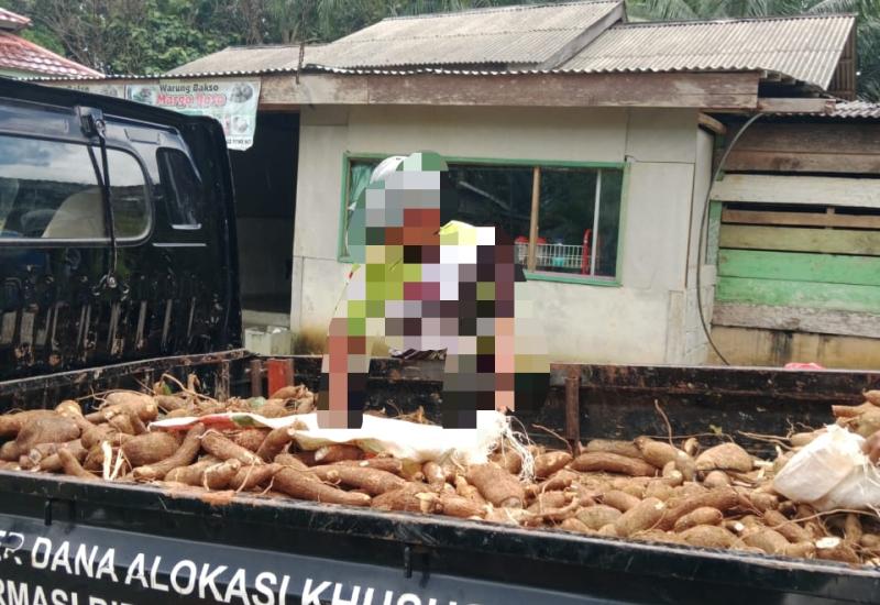 Ketahanan Pangan "Gagal", Diduga Pemdes Tanjung Sari Kelabuhi Warga Dengan Bagikan Singkong